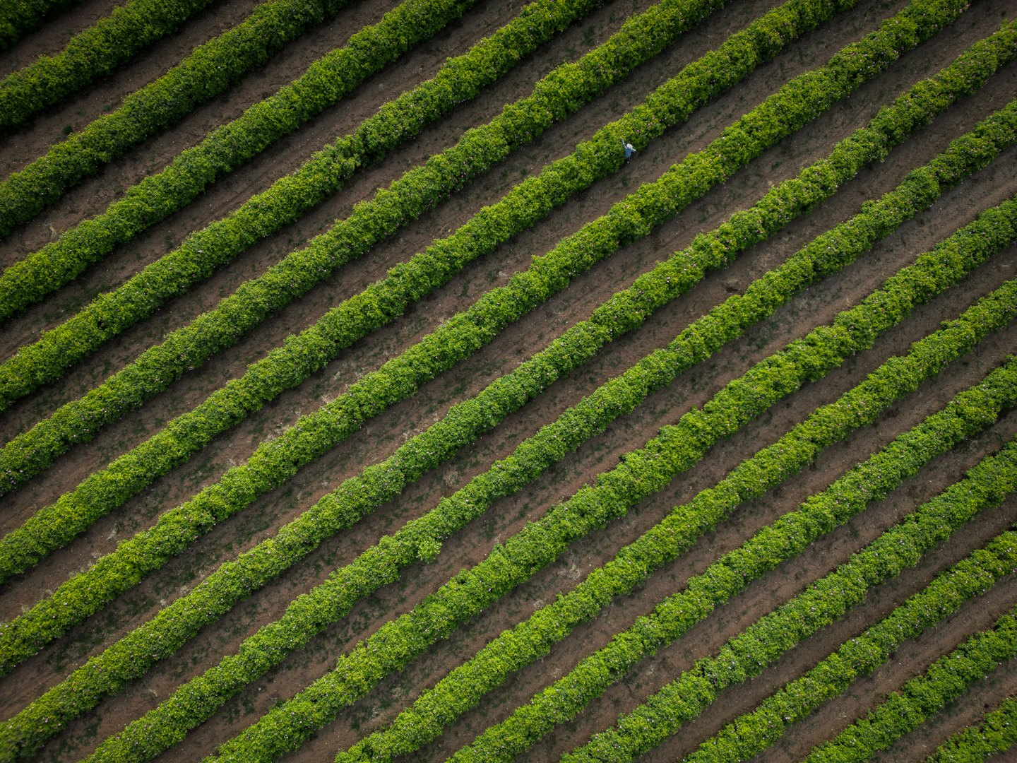 A farmer works between rows of green crops in soil.