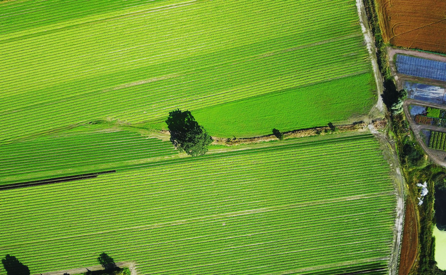 Structured agricultural fields with green crops and brown soil.