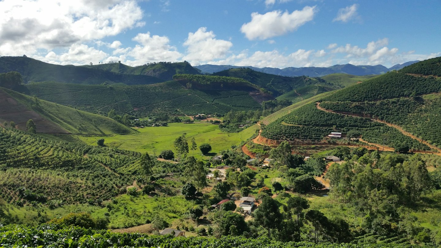 Rolling green hills covered in coffee plantations under a blue sky.