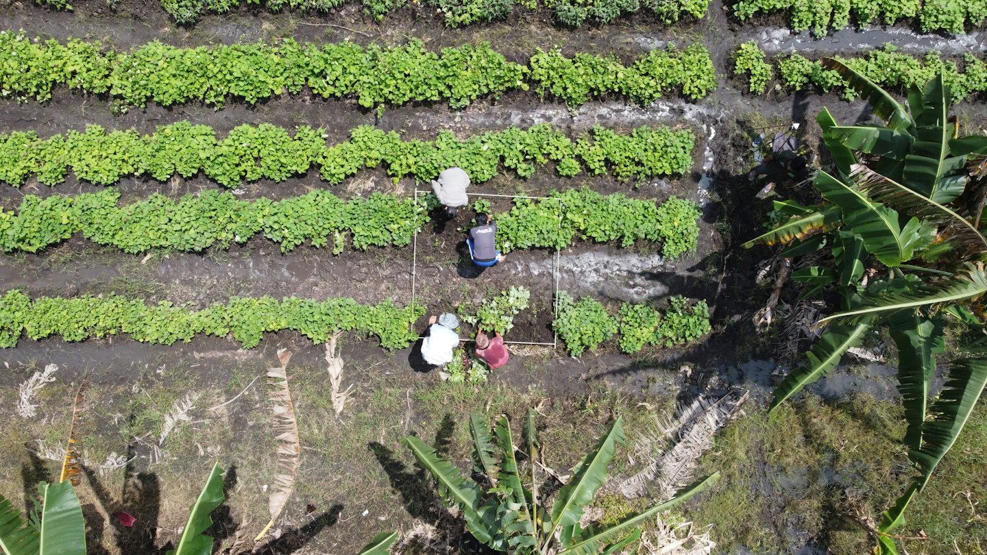 Three farmers tending to crops within a white research grid.